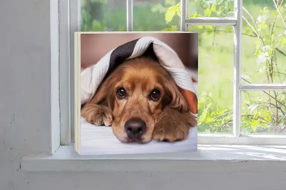 Haustierfoto auf einem quadratischen Holzblock mit einer Dicke von 40 mm.