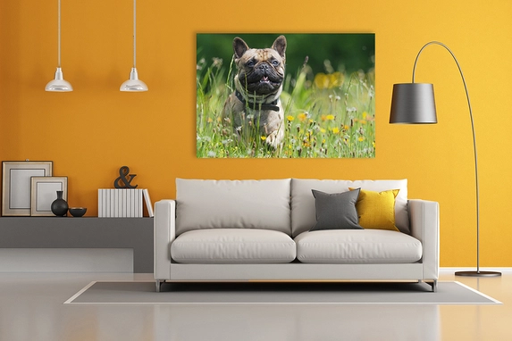 Bringen Sie Ihr Haustier bei Fotogeschenk auf Leinwand, Drucke in Top-Qualität.