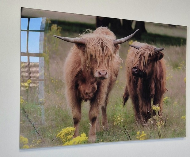 Schottische Hochlandrinder auf Plexiglas, Foto aus der Bilddatenbank Fotogeschenk.