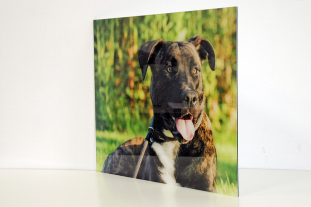 Ihr Lieblingstier in Plexibond ist ein schönes Fotogeschenk, Foto zwischen 3mm Acryl und 3mm Dibond.